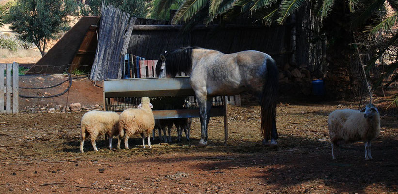 Landwirtschaft in La Antigua