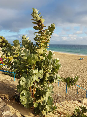 Morro Jable, Promenade Calle Acantilado