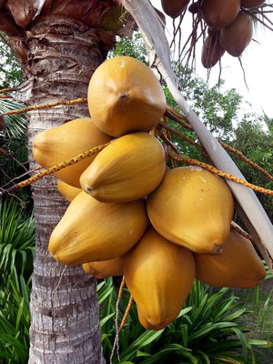Kokosnüsse der Palmen im Hotelgarten
