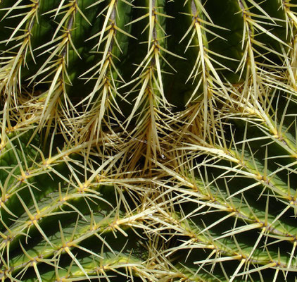 Im Jardín de Cactus