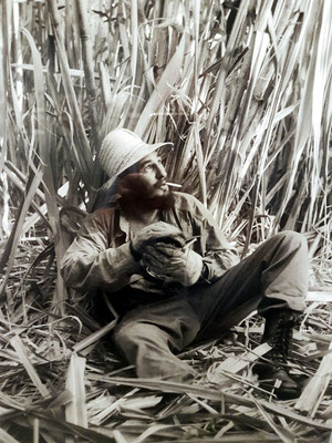 Fidel Castro im Zuckerrohrfeld, 1967