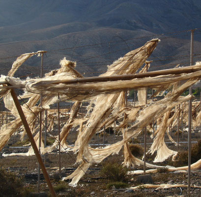 Vom Wind zerrissene Plantagenanlage bei Cardón