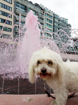 Knokke-Heist. "Life Art Luna" vor pinkfarbenem Brunnen (Foto: Kerstin Rother-Schäfer)