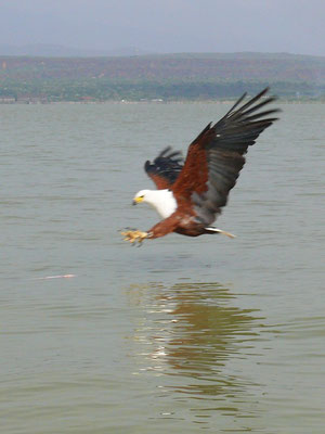 Schreiseeadler im Anflug auf seine Beute