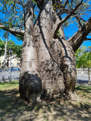 Baobab-Baum