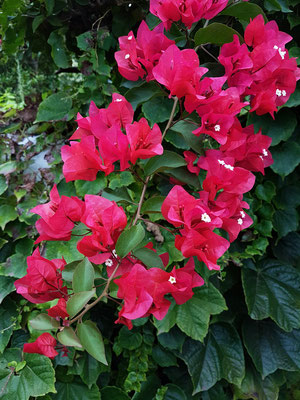 Bougainvillea