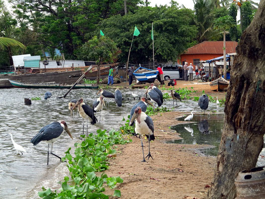 Marabus am Strand von Musoma