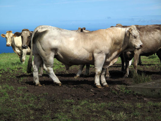 Zuchtstier und Kühe (Foto: Bernd.Th)