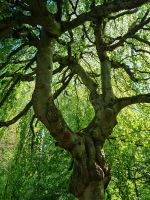 "Baum der Ewigen Liebe" im Schlosspark von Nymphenburg