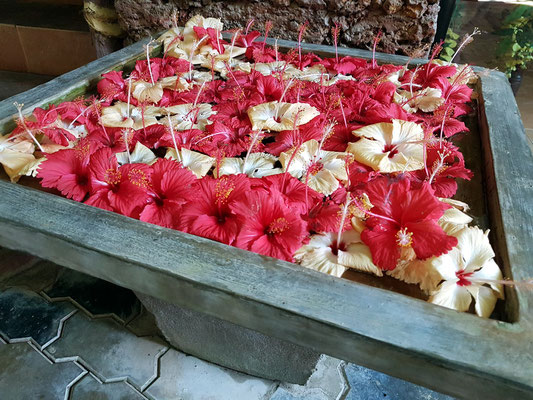 Hibiskusblüten in einer Schale am Eingang zum Atrium. In der Ayurveda, der ältesten Heilkunst der Welt, wird die Pflanze schon seit langem als sehr wichtig angesehen, da sie dazu beiträgt eine Vielzahl von Krankheiten zu behandeln und vorzubeugen. 