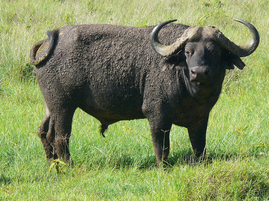 Kaffernbüffel, Gewicht der männlichen Tiere bis 850 kg