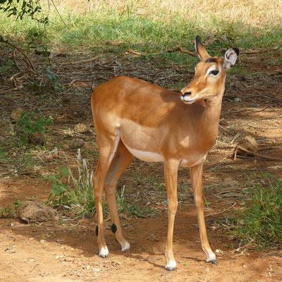 Impala