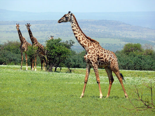 Giraffen in der Serengeti