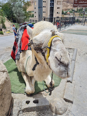 Dromedar als Lasttier in Jericho