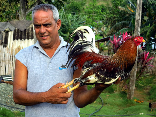 Umgebung von Baracoa: Stolzer Besitzer eines Hahnes