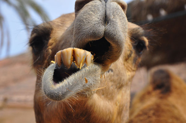 Porträt eines Dromedars im Oasis Park