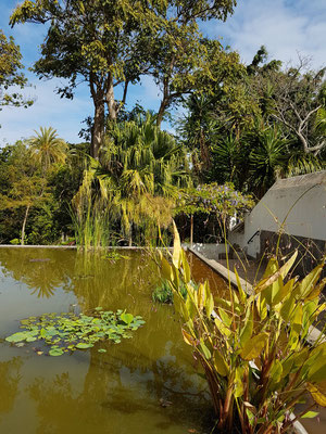 Teich im Botanischen Garten