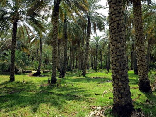 Palmenoase von Al Hamra