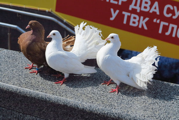 "Friedenstauben" werden Touristen und Einheimischen als Fotoobjekte angeboten.