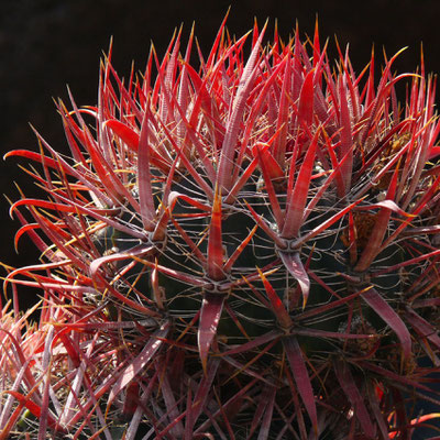 Im Jardín de Cactus