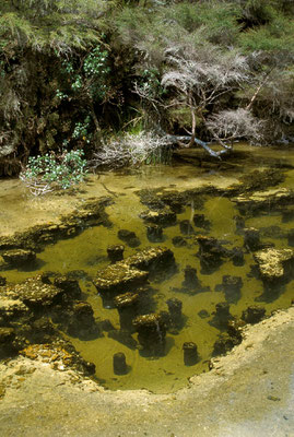 NZ Waimangu, Petrified Trees