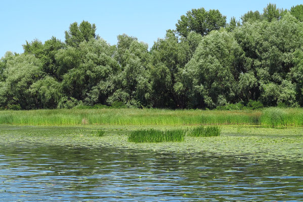 Bootsausflug auf dem Dnepr, östliche Flussseite