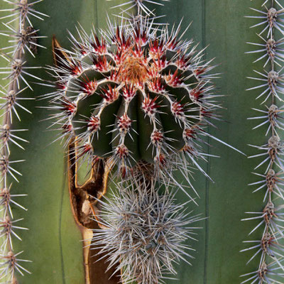 Im Jardín de Cactus