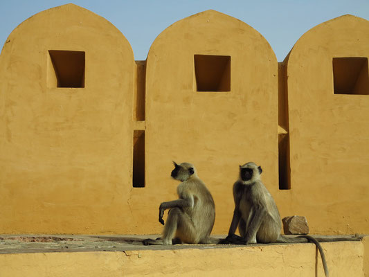 Empfang durch Affen im Amber-Fort