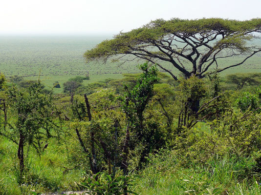 Serengeti Visitor's Centre