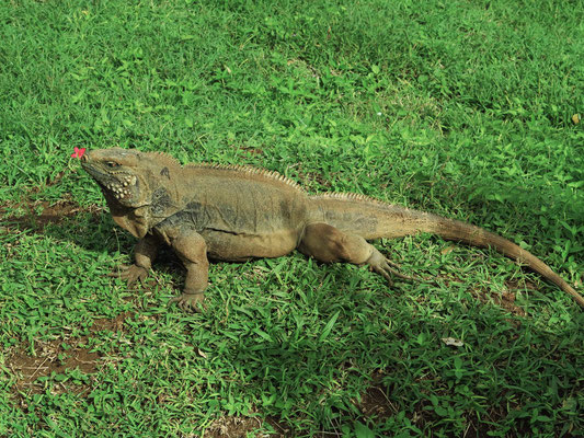 Der Leguan in Cayo Saetía ist nicht menschenscheu.