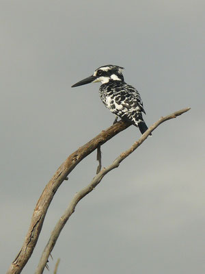 Eisvogel