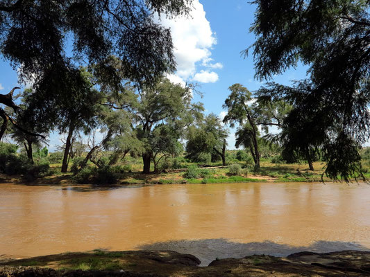 Uaso Nyiro Fluss mit Galeriewald im Bereich der Samburo-Lodge