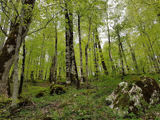  Biogradska Gora, einer der ganz wenigen urzeitlichen Wälder Europas