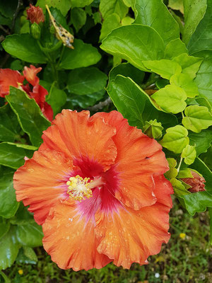 Hibiskus