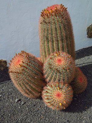 Antigua, im Kakteengarten beim Museo del Queso Majorero