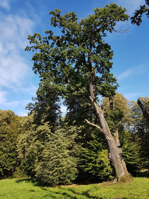 Alter Baumbestand auf polnischer Seite des Parks