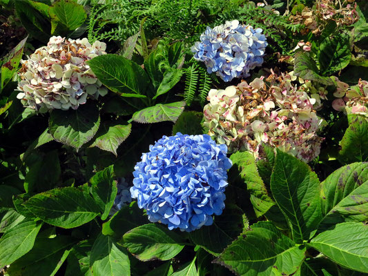 Kilometerlange Hecken aus Hortensien säumen Weiden, Straßen und Häuserreihen. Blau, weiß, rosa und lila leuchten die Kelchblätter, und das bis September.