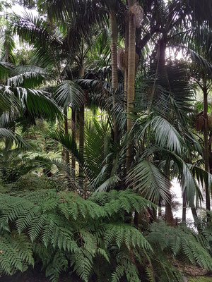 Furnas, im Park der Therme Terra Nostra