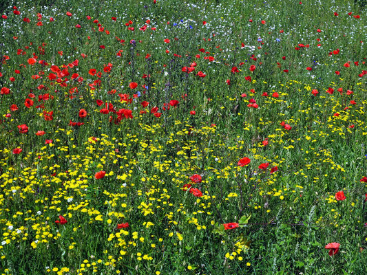 Blumenwiese (26.6.2017)