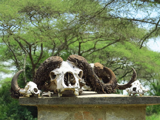 Schädel eines Kaffernbüffels am Eingang zum Serengeti-Nationalpark