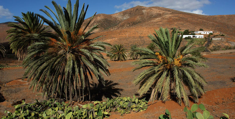 La Vega de Río de las Palmas, die schönste Palmenoase der Insel