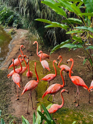 Flamingos