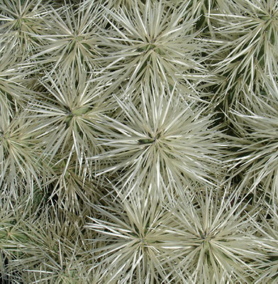 Im Jardín de Cactus