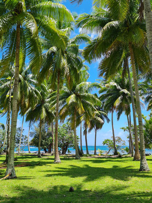 Palmenhain auf Moorea