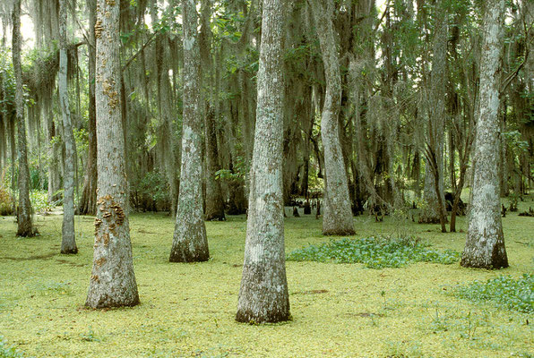 USA Louisiana, Swamps