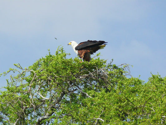 Schreiseeadler