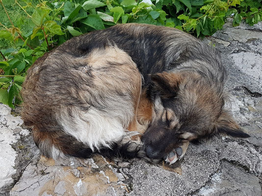 Hund im Regen