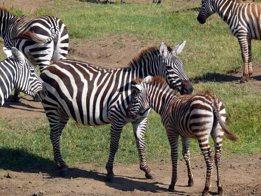 Zebra mit Jungtier