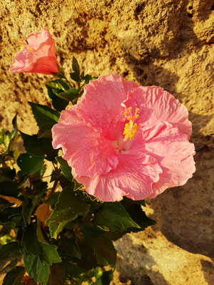 Hibiskus an der Promenade Calle Acantilado