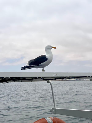 große Möwe